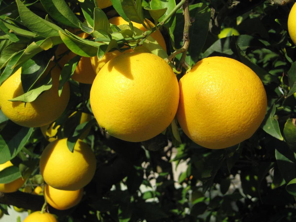 Orange Tree Garden Daire Pefkochori Dış mekan fotoğraf